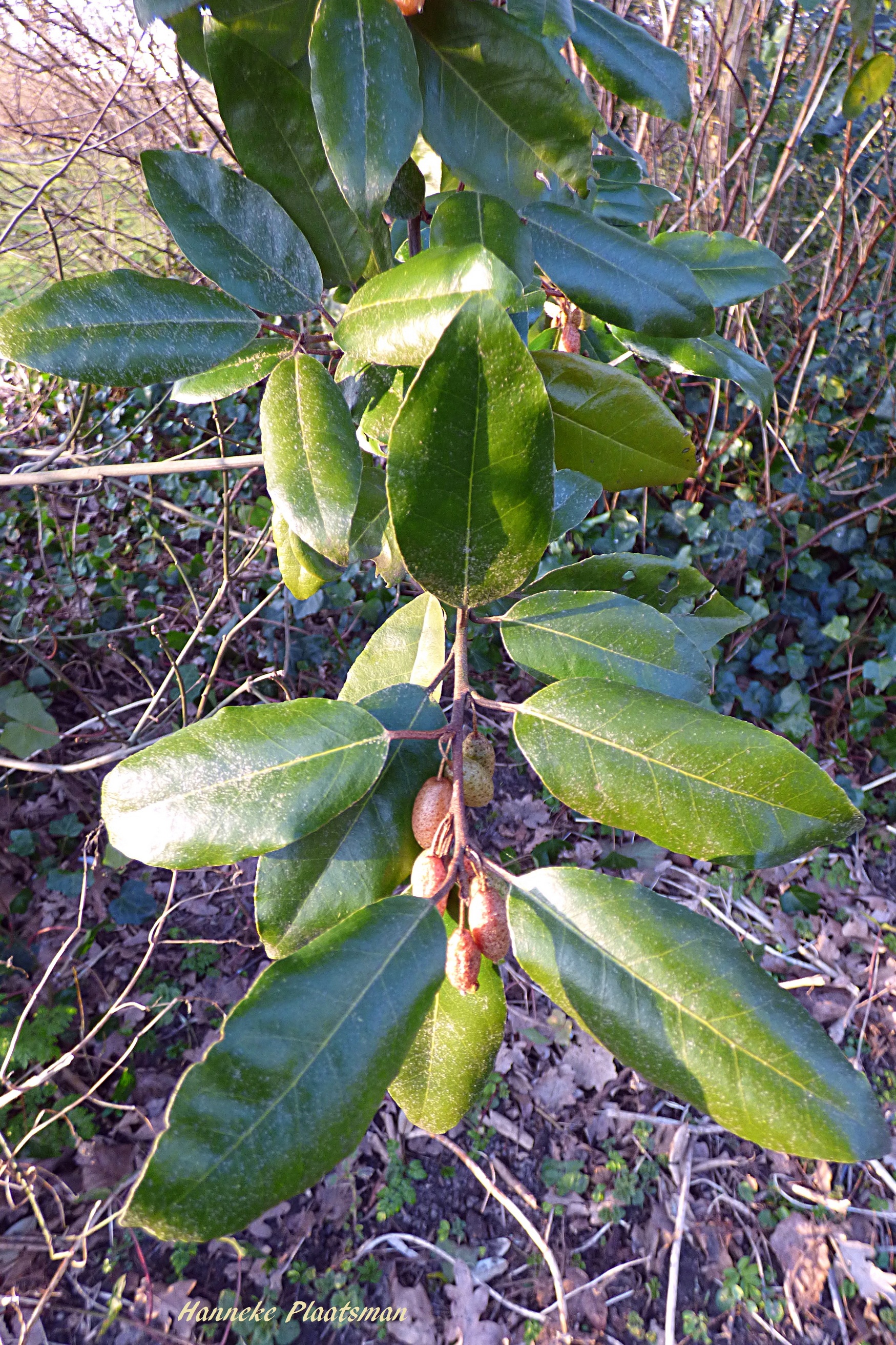 Behorend bij de foto van de besjes.